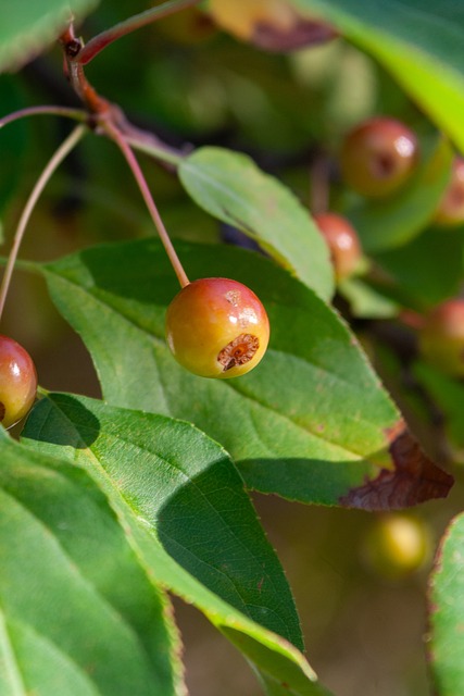 羅那雙雄爭 羅那雙雄爭